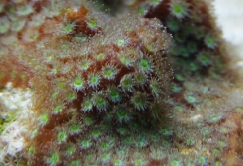 koral2.jpg