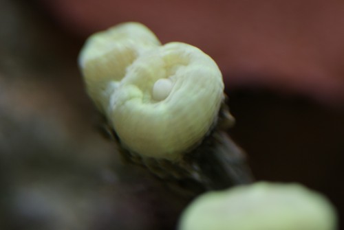 Caulastrea furcata