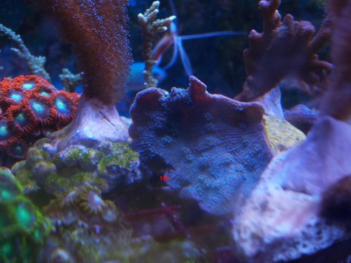 koralnatci 004.jpg