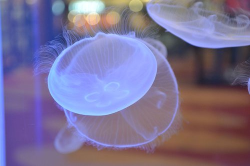 Měsíční medúzy