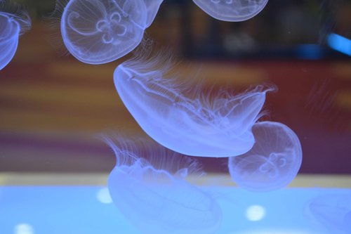 Měsíční medúzy