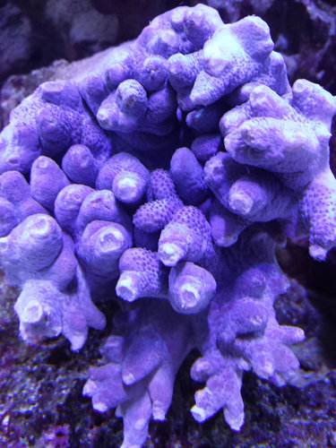 koral-1.jpg