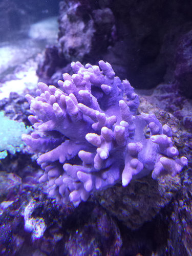 koral-2.jpg