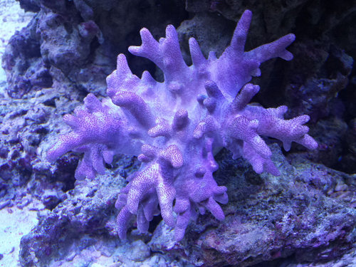 koral-3.jpg