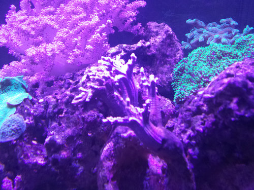 presvetleny-koral-1.jpg