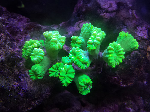 coral-1.jpg