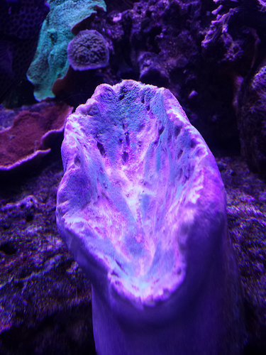 coral-4.jpg