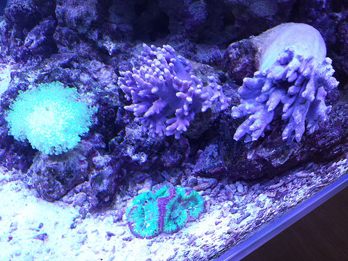 coral-6.jpg