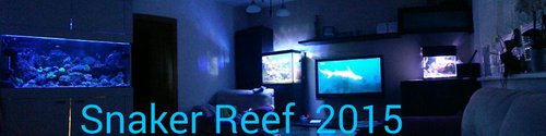 Reef night