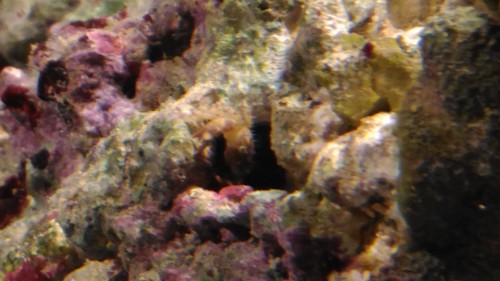 Krab malý (uprostřed záběru)
