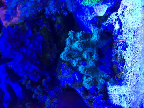 koral.jpg