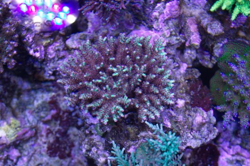 koral2.jpg