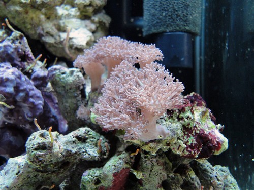 zatial jeden takýto mäkky koral..neviem čo to je..:(