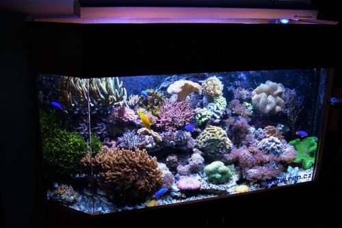 morska-akvaria007.jpg