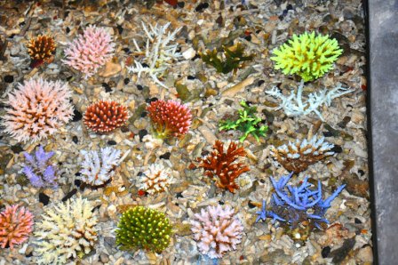 Corals 3.jpg