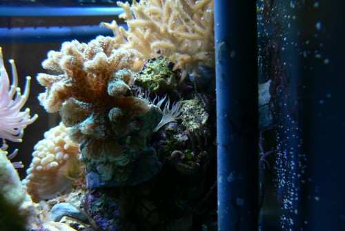 je toto na boku koralu skelná sasanka?