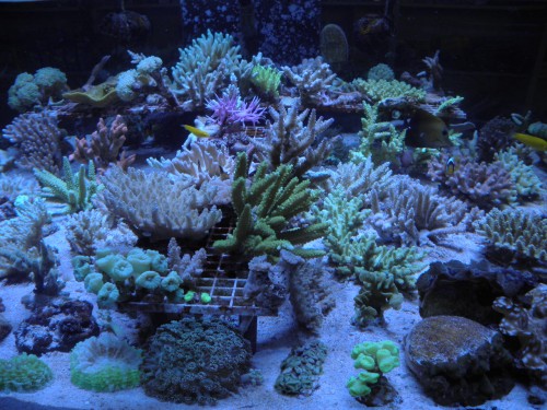 Ponúkame Vás koraly z nášho importu Indonézia za akciové ceny..  krásne Acropory od 25 Eur.. atď
