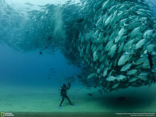 fotograf v moři.jpg