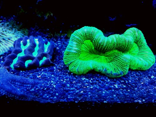 Lps koral.jpg