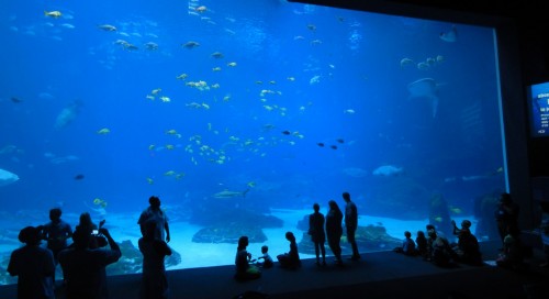 Atlanta-Georgia-Aquarium.jpg