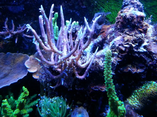 Koral zmenseny 75%.jpg