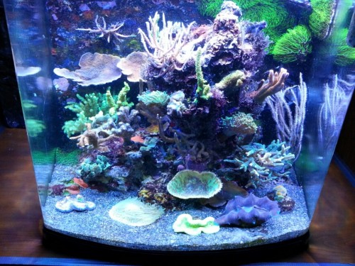 Koral zmenseny 75% (2).jpg